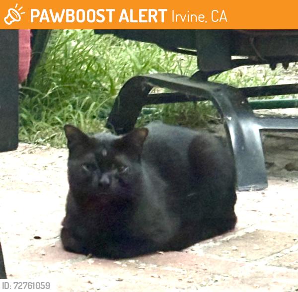 Found/Stray Unknown Cat last seen Harvard and main , Irvine, CA 92614
