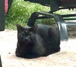 Found/Stray Unknown Cat last seen Harvard and main , Irvine, CA 92614