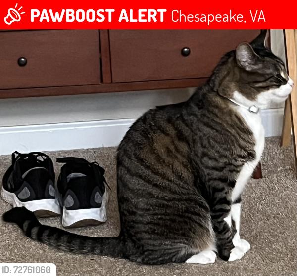 Lost Male Cat last seen Rokeby Ave , Chesapeake, VA 23320