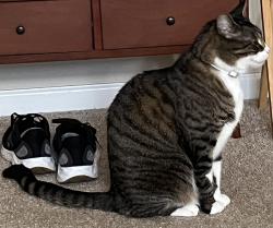 Lost Male Cat last seen Rokeby Ave , Chesapeake, VA 23320