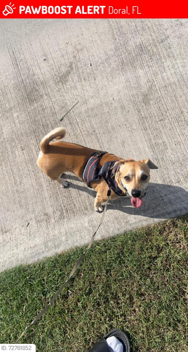 Lost Male Dog last seen 41st, Doral, FL 33178
