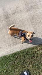 Lost Male Dog last seen 41st, Doral, FL 33178
