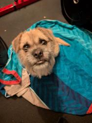 Found/Stray Male Dog last seen Near Lee st, Oakland, CA 94610