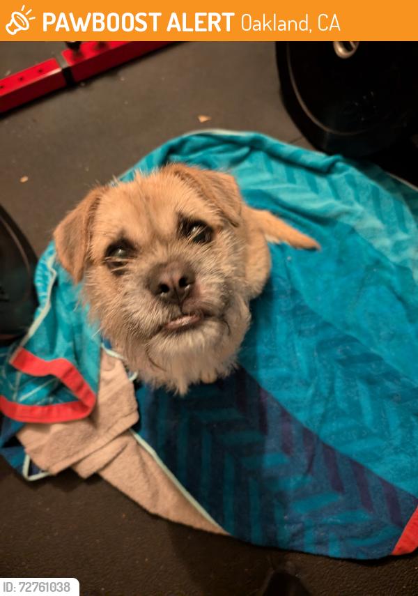 Found/Stray Male Dog last seen Near Lee st, Oakland, CA 94610