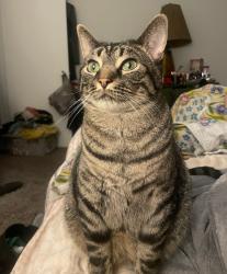 Lost Male Cat last seen 41st and Market Louisville KY, Louisville, KY 40212