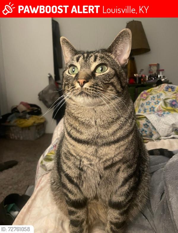 Lost Male Cat last seen 41st and Market Louisville KY, Louisville, KY 40212