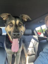 Found/Stray Male Dog last seen Nottinghill dr and hampstead, Birmingham, AL 35235