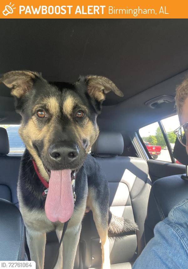 Found/Stray Male Dog last seen Nottinghill dr and hampstead, Birmingham, AL 35235