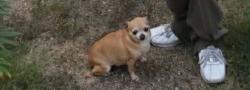 Lost Female Dog last seen Mt view, San Bernardino, CA 92405