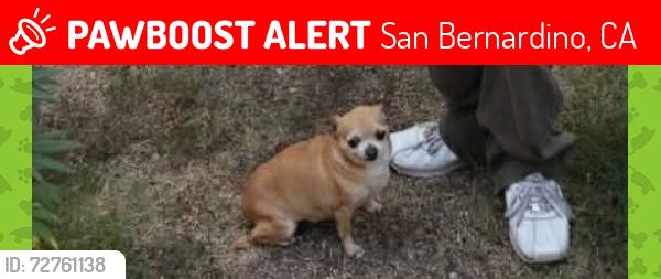 Lost Female Dog last seen Mt view, San Bernardino, CA 92405