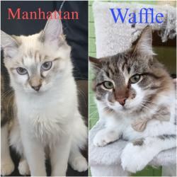 Lost Female Cat last seen Colina Pl, El Paso, TX 79907