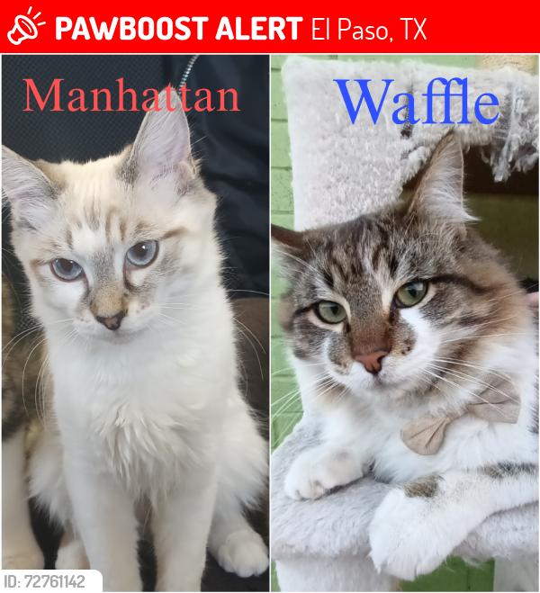 Lost Female Cat last seen Colina Pl, El Paso, TX 79907