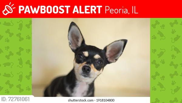 Lost Male Dog last seen Wisconsin Ave, Peoria IL, Peoria, IL 61603