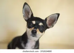 Lost Male Dog last seen Wisconsin Ave, Peoria IL, Peoria, IL 61603