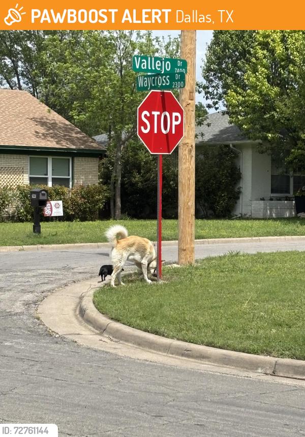 Found/Stray Unknown Dog last seen Vallejo and Waycross, Dallas, TX 75227
