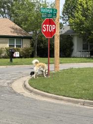 Found/Stray Unknown Dog last seen Vallejo and Waycross, Dallas, TX 75227