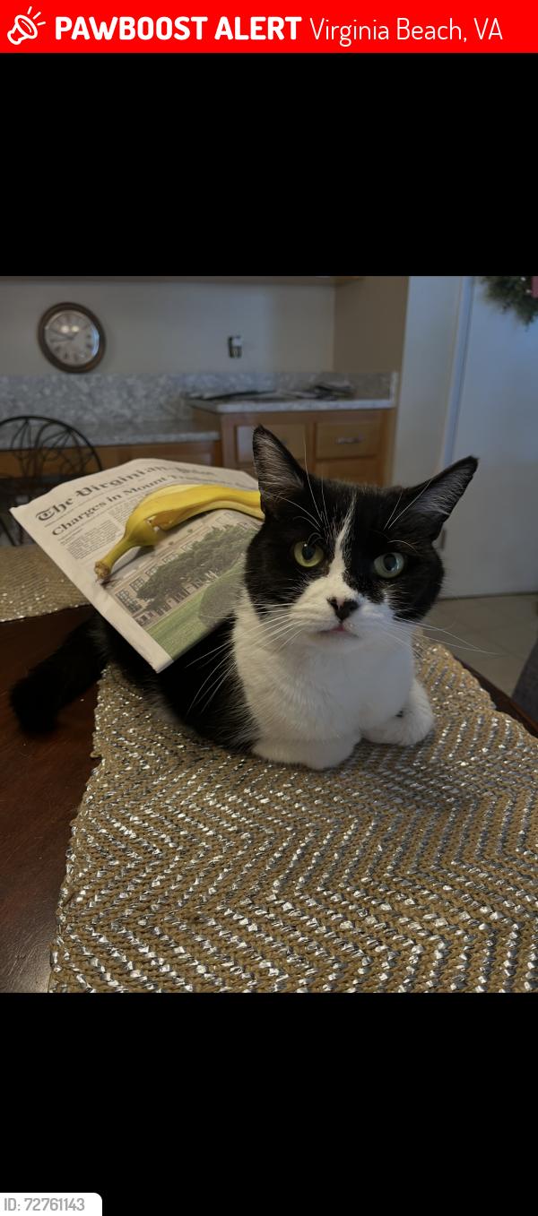 Lost Male Cat last seen Susquehanna drive , Virginia Beach, VA 23462