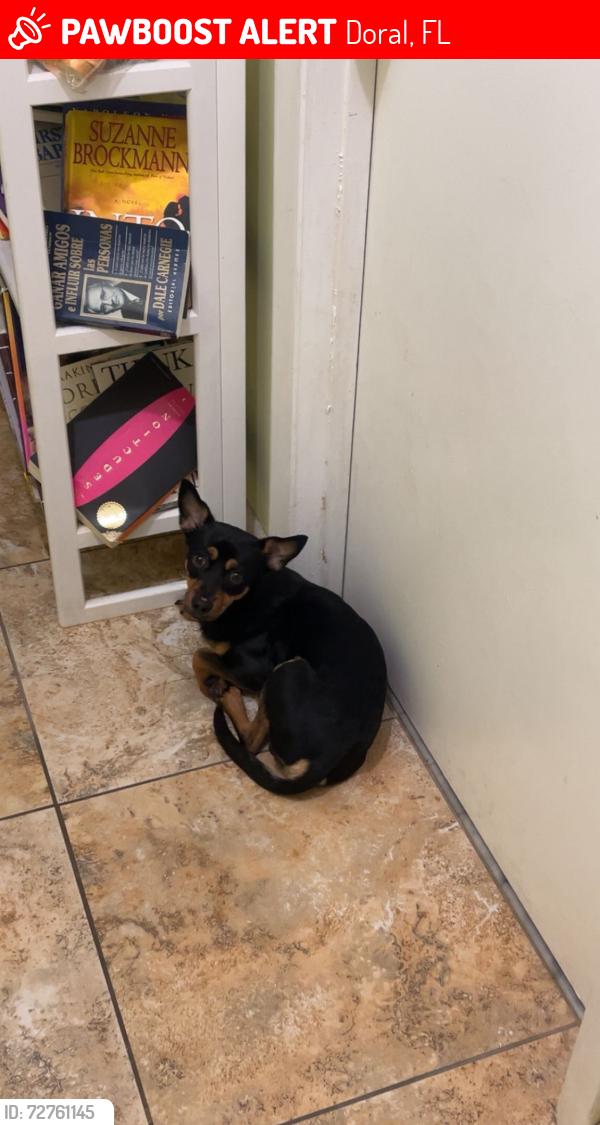 Lost Male Dog last seen 41st, Doral, FL 33178
