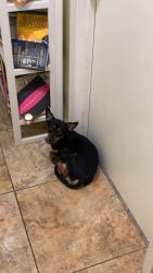 Lost Male Dog last seen 41st, Doral, FL 33178