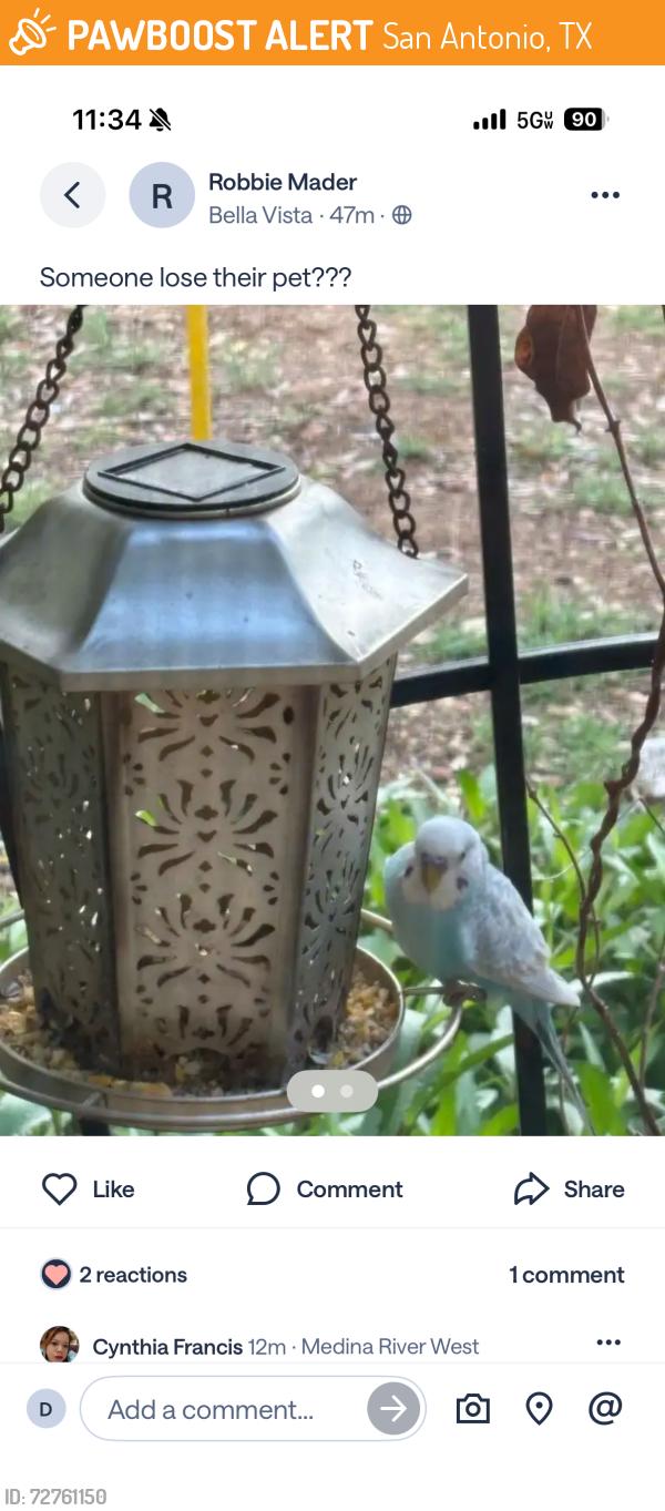 Found/Stray Unknown Bird last seen Near Bernal Middle School, San Antonio, TX 78253