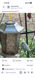 Found/Stray Unknown Bird last seen Near Bernal Middle School, San Antonio, TX 78253