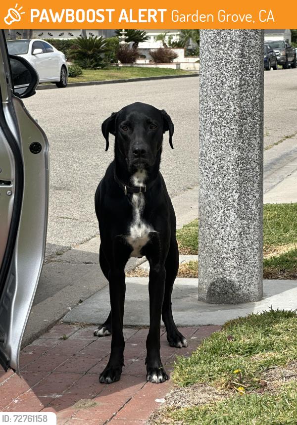 Found/Stray Male Dog last seen Fredrick dr street, Garden Grove, CA 92840
