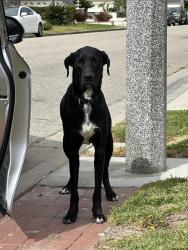 Found/Stray Male Dog last seen Fredrick dr street, Garden Grove, CA 92840