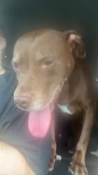 Lost Male Dog last seen 51st and Memorial, Tulsa, OK 74145