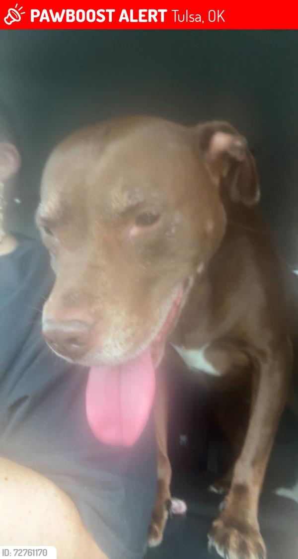 Lost Male Dog last seen 51st and Memorial, Tulsa, OK 74145