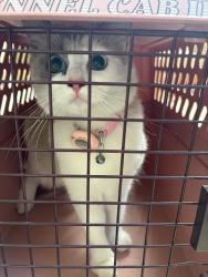 Found/Stray Unknown Cat last seen Sapphire & Onyx ALTERRA CHINO HILLS CA, Chino Hills, CA 91709