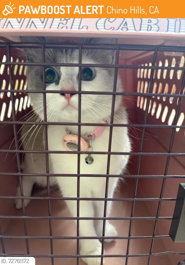 Found/Stray Unknown Cat last seen Sapphire & Onyx ALTERRA CHINO HILLS CA, Chino Hills, CA 91709