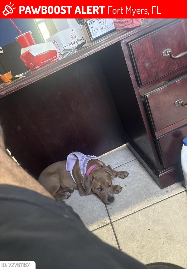 Lost Female Dog last seen Riverside park , Fort Myers, FL 33916