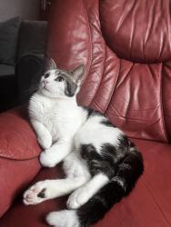 Lost Male Cat last seen Near Adrian street, Greater Manchester, England M40 5FG