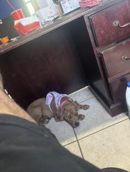Lost Female Dog last seen Riverside park , Fort Myers, FL 33916