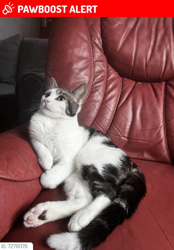 Lost Male Cat last seen Near Adrian street, Greater Manchester, England M40 5FG