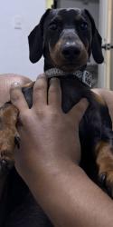 Lost Male Dog last seen Santa Martha y Santa Rita hacienda tanta María , Hacienda San Pedro, N.L. 65783