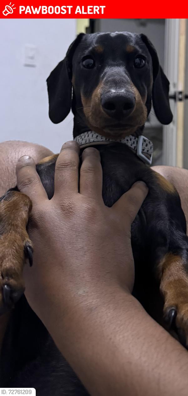 Lost Male Dog last seen Santa Martha y Santa Rita hacienda tanta María , Hacienda San Pedro, N.L. 65783