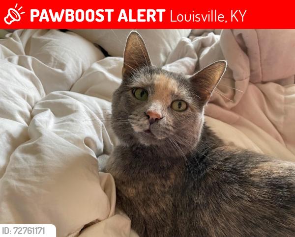 Lost Female Cat last seen 41st and Market Louisville KY, Louisville, KY 40212