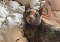 Lost Female Cat last seen 41st and Market Louisville KY, Louisville, KY 40212