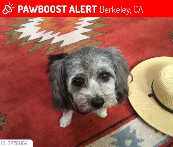 Lost Female Dog last seen Dwight Way and 10th St Berkeley, Berkeley, CA 94710