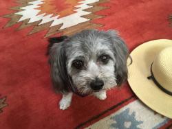Lost Female Dog last seen Dwight Way and 10th St Berkeley, Berkeley, CA 94710