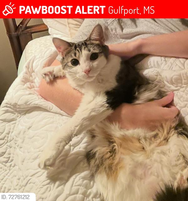 Lost Male Cat last seen courthouse road, Gulfport, MS 39507