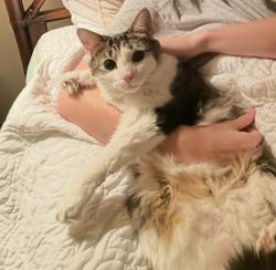 Lost Male Cat last seen courthouse road, Gulfport, MS 39507