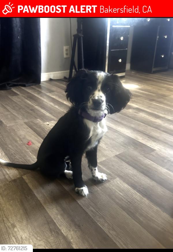 Lost Female Dog last seen Casino st / cottonwood 93307, Bakersfield, CA 93307