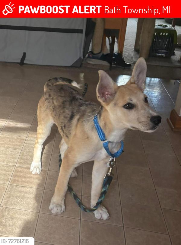 Lost Female Dog last seen Cutler and Watson, Bath Township, MI 48808