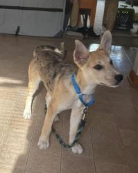 Lost Female Dog last seen Cutler and Watson , Bath Township, MI 48808