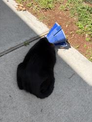Found/Stray Unknown Cat last seen Panola street & short street, New Orleans, LA 70118