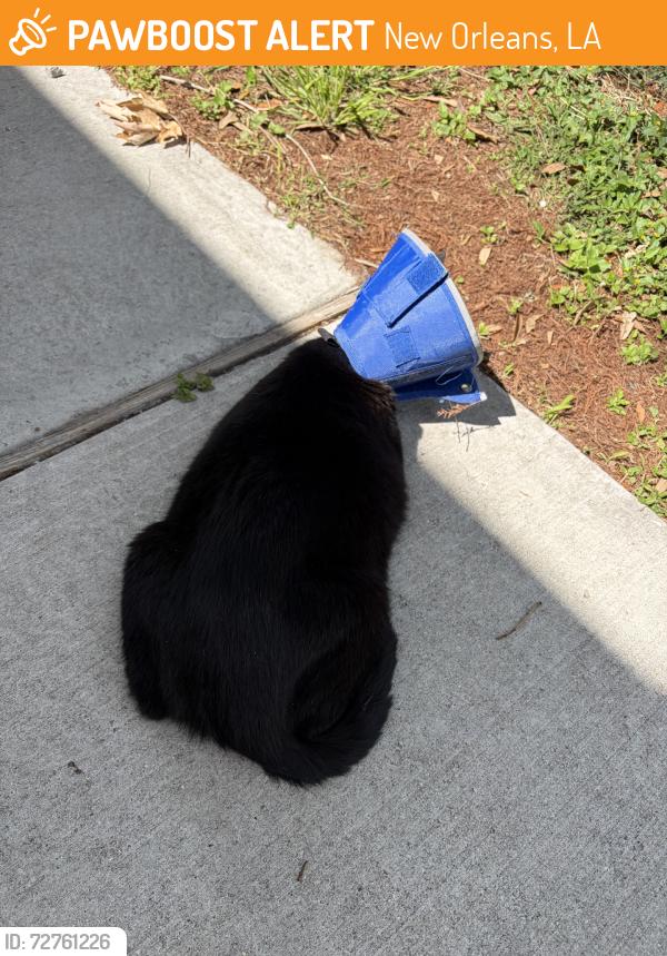 Found/Stray Unknown Cat last seen Panola street & short street, New Orleans, LA 70118