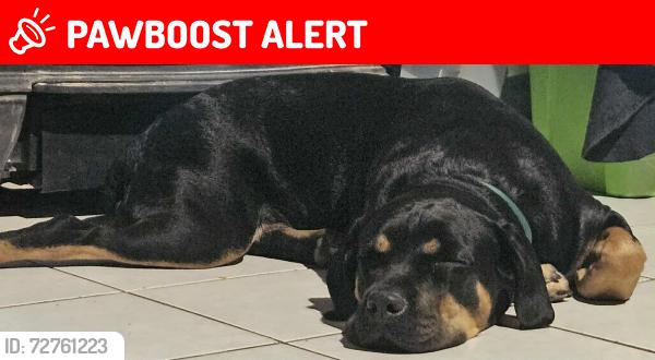 Lost Female Dog last seen Rough River, Breckinridge County, KY 42754