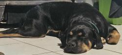 Lost Female Dog last seen Rough River, Breckinridge County, KY 42754